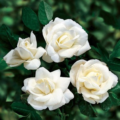 Trandafir pitic acoperitor alb P9